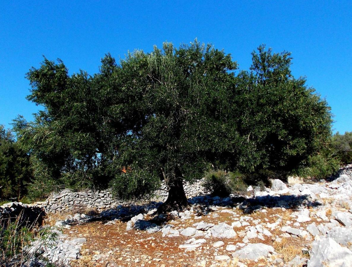 Apartment Olive House Rab Barbat na Rabu Dış mekan fotoğraf